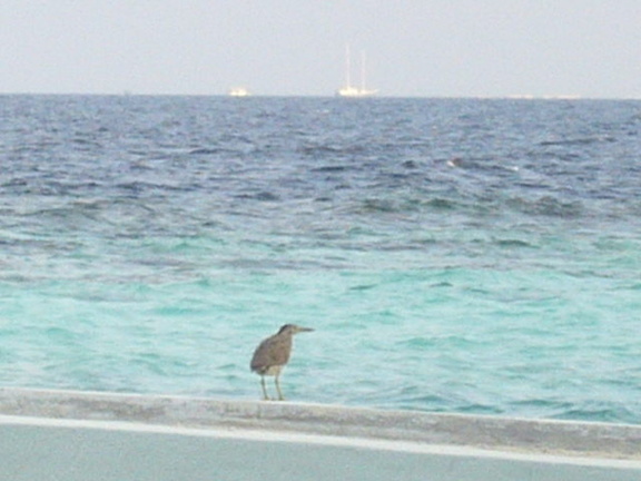 maldives 103.jpg